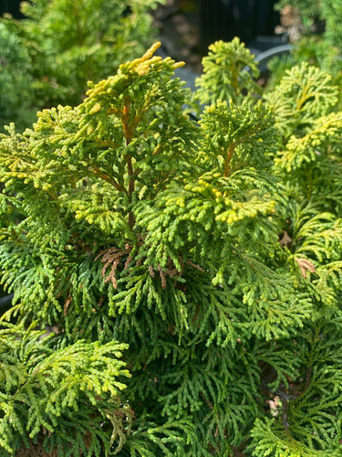 Chamaecyparis obtusa 'Dainty Doll' - mapleridgenursery